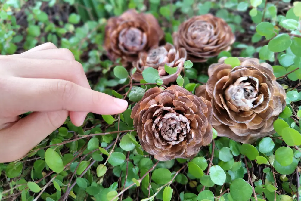 聖イグナチオ教会 入口のヒマラヤ杉から落ちたシダーローズ